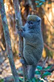 Eastern Lesser Bamboo Lemur, Andasibe-Mantadia National Park, Madagascar