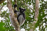 Indri, Analamazaotra National Park, Madagascar
