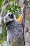 Diademed Sifaka (Propithecus diadema), Analamazaotra National Park, Madagascar