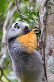 Diademed Sifaka, Analamazaotra National Park, Madagascar