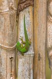 Madagascar Day Gecko, Analamazaotra National Park, Madagascar