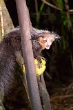 Aye-Aye, Pangalanes Canal, Madagascar