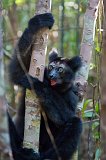 Indri, Ankanin'Nofy Reserve, Madagascar