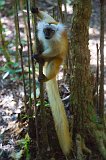 Female Black Lemur, Ankanin'Nofy Reserve, Madagascar