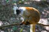 Female Black Lemur, Ankanin'Nofy Reserve, Madagascar