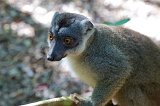 Hybrid Lemur, Ankanin'Nofy Reserve, Madagascar