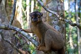Common Brown Lemur, Ankanin'Nofy Reserve, Madagascar