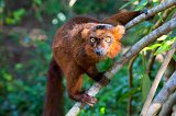 Hybrid Crowned x Black Lemur, Ankanin'Nofy Reserve, Madagascar