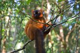 Red Ruffed Lemur, Ankanin'Nofy Reserve, Madagascar