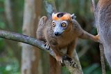 Male Crowned Lemur, Ankanin'Nofy Reserve, Madagascar