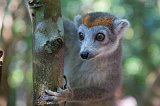 Female Crowned Lemur, Ankanin'Nofy Reserve, Madagascar
