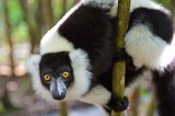 Black-and-White Ruffed Lemur, Ankanin'Nofy Reserve, Madagascar