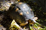 Radiated Tortoise, Ankanin'Nofy Reserve, Madagascar
