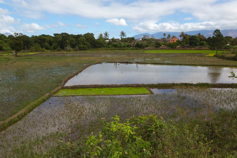Rice Fields near Soanierana, Anosy, Madagascar | Madagascar - South (IMG_7127.jpg)