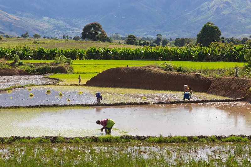 Women Planting Rice, Anosy, Madagascar | Madagascar - South (IMG_7152.jpg)