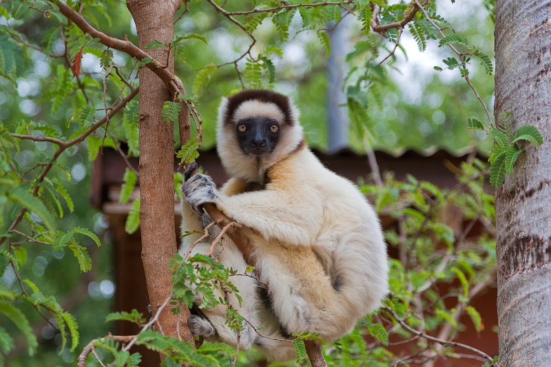 Verreaux's Sifaka, Berenty Reserve, Madagascar | Madagascar - South (IMG_7161.jpg)