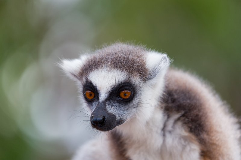Ring-Tailed Lemur, Berenty Reserve, Anosy, Madagascar | Madagascar - South (IMG_7166.jpg)