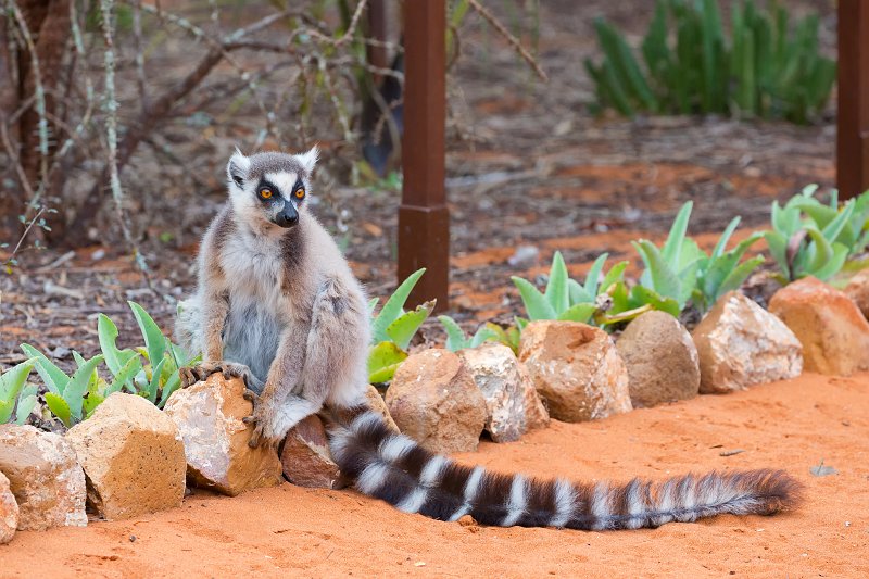 Ring-Tailed Lemur, Berenty Reserve, Anosy,  Madagascar | Madagascar - South (IMG_7176.jpg)