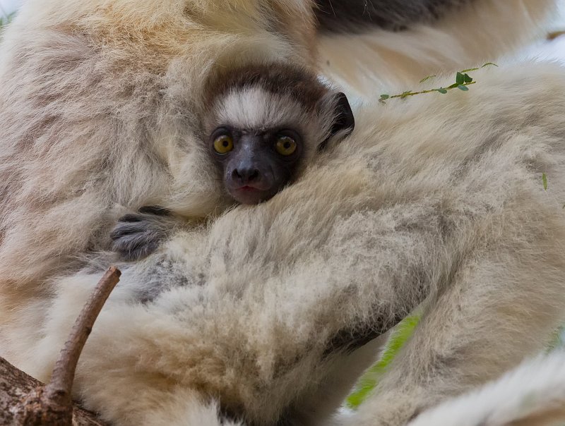 Verreaux's Sifaka Infant, Berenty Reserve, Madagascar | Madagascar - South (IMG_7183_2.jpg)