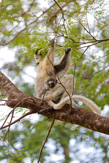Female Verreaux's Sifaka with Infant, Berenty Reserve, Madagascar | Madagascar - South (IMG_7186.jpg)