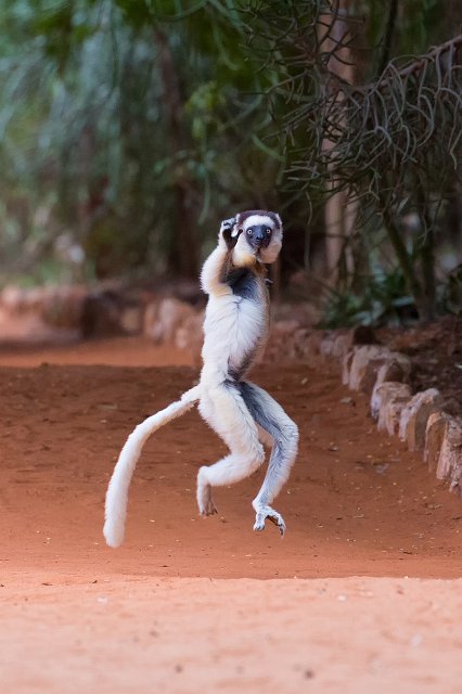 Verreaux's Sifaka Hopping, Berenty Reserve, Madagascar | Madagascar - South (IMG_7195.jpg)