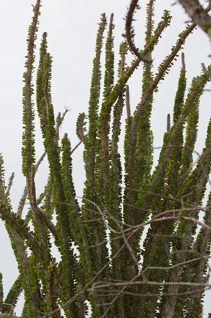 Madagascar Ocotillo, Berenty Spiny Forest, Madagascar | Madagascar - South (IMG_7264.jpg)