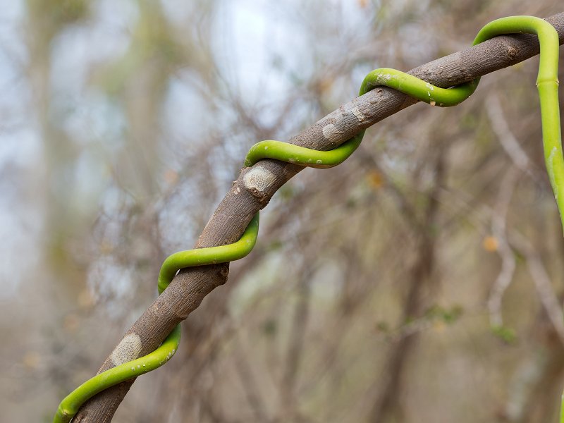 Berenty Spiny Forest, Madagascar | Madagascar - South (IMG_7272.jpg)