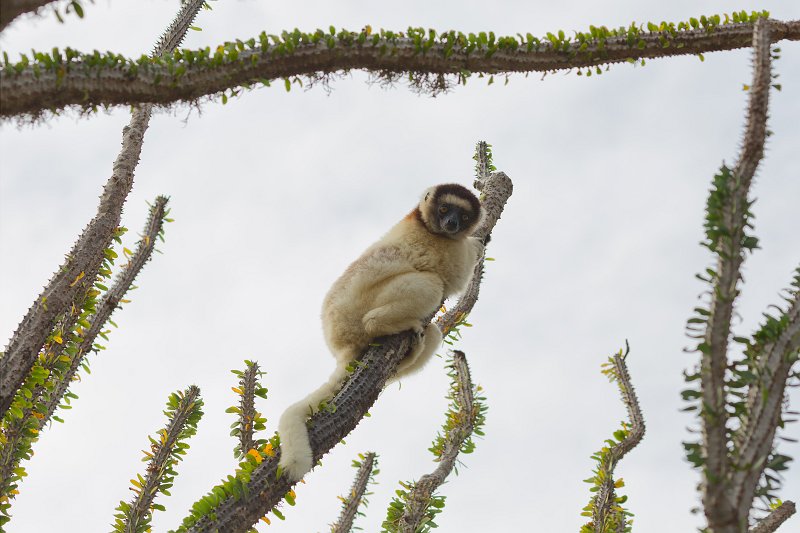Verreaux's Sifaka Climbing Madagascar Ocotillo, Berenty Spiny Forest, Madagascar | Madagascar - South (IMG_7305.jpg)