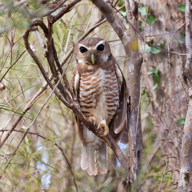 White-Browed Owl, Berenty Spiny Forest, Madagascar | Madagascar - South (IMG_7332.jpg)