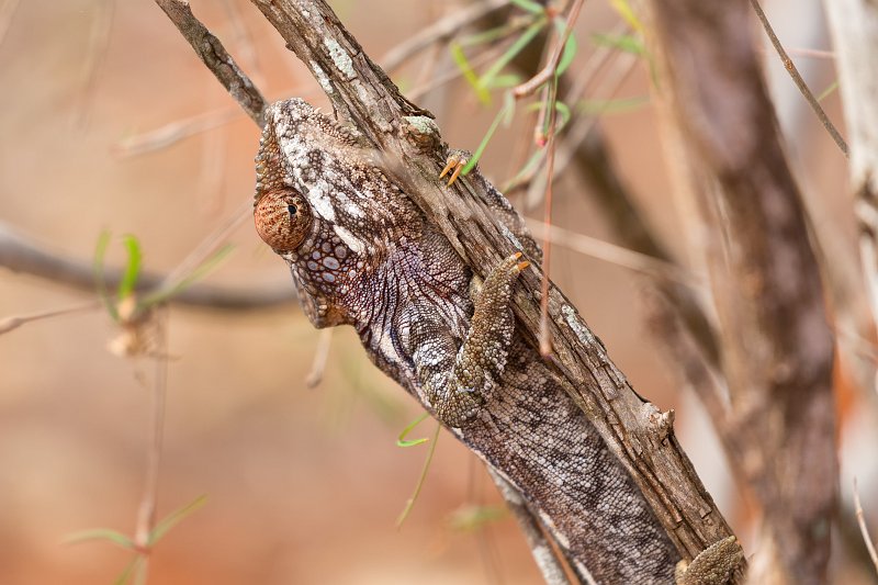 Warty Chameleon (Furcifer Verrucosus), Berenty Spiny Forest, Madagascar | Madagascar - South (IMG_7352.jpg)