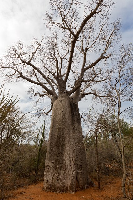 Za Baobab, Berenty Spiny Forest, Madagascar | Madagascar - South (IMG_7389.jpg)