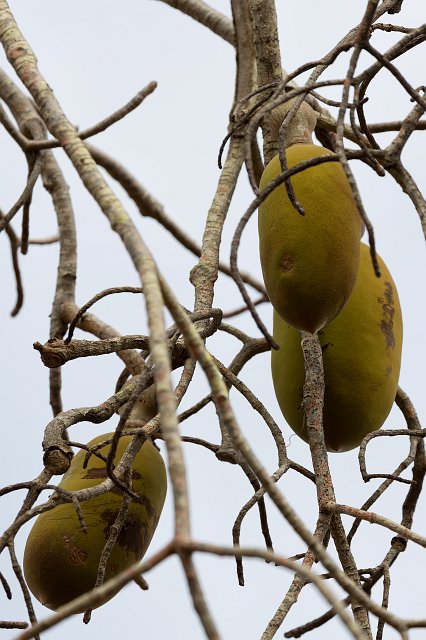 Fruits of a Baobab Tree, Berenty Spiny Forest, Madagascar | Madagascar - South (IMG_7392.jpg)