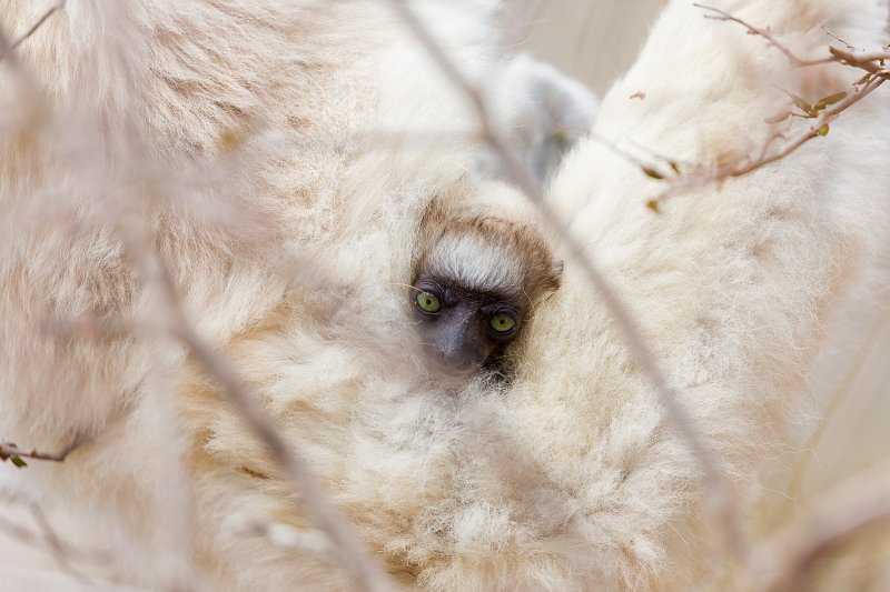 Verreaux's Sifaka Infant, Berenty Spiny Forest, Madagascar | Madagascar - South (IMG_7393.jpg)