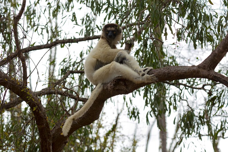 Verreaux's Sifaka (Propithecus Verreauxi), Berenty Spiny Forest, Madagascar | Madagascar - South (IMG_7399.jpg)
