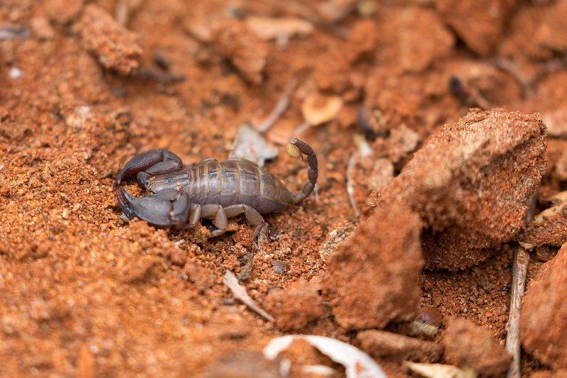 Malagasy Black Scorpion, Berenty Spiny Forest, Madagascar | Madagascar - South (IMG_7404.jpg)