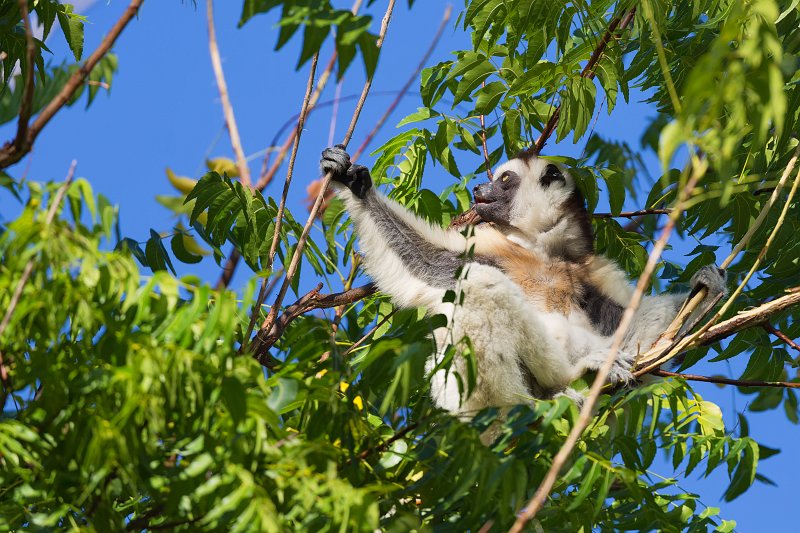 Verreaux's Sifaka, Berenty Reserve, Madagascar | Madagascar - South (IMG_7549.jpg)