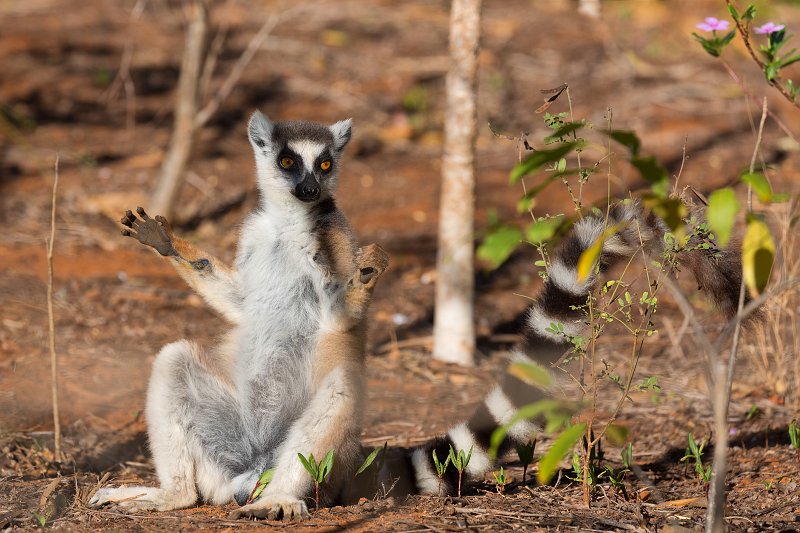 Ring-Tailed Lemur Warming in the Sun, Berenty Reserve, Madagascar | Madagascar - South (IMG_7560.jpg)