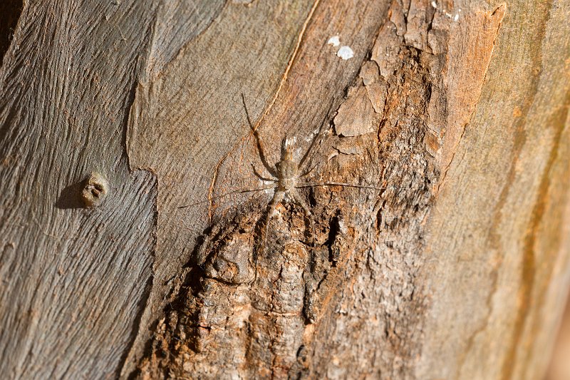 Tree Trunk Spider (Hersilia), Berenty Reserve, Madagascar | Madagascar - South (IMG_7653.jpg)