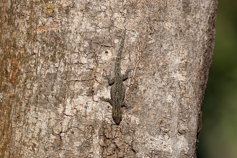 Gecko, Berenty Reserve, Madagascar | Madagascar - South (IMG_7660.jpg)