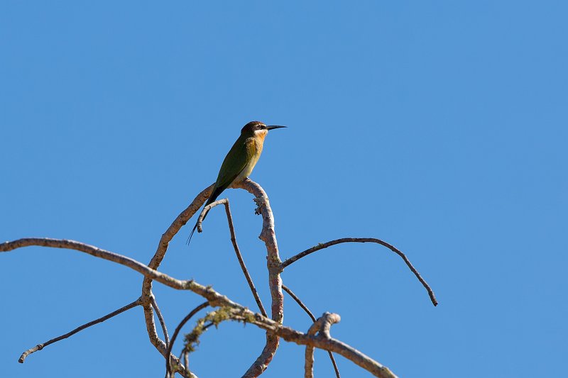 Olive Bee-Eater, Berenty Reserve, Madagascar | Madagascar - South (IMG_7749.jpg)