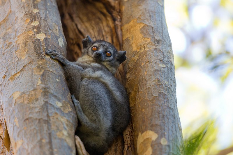 White-Footed Sportive Lemur, Berenty Reserve, Madagascar | Madagascar - South (IMG_7770_71.jpg)