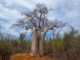 Baobab Tree with Bird Nests, Berenty Spiny Forest, Madagascar