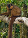 Collared Brown Lemur, Fort-Dauphin, Madagascar
