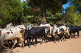 Herd of Zebus along Unpaved National Road 13 (RN 13), Anosy, Madagascar
