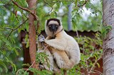 Verreaux's Sifaka, Berenty Reserve, Madagascar
