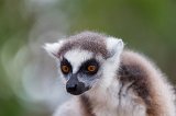 Ring-Tailed Lemur, Berenty Reserve, Anosy, Madagascar