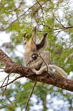 Female Verreaux's Sifaka with Infant, Berenty Reserve, Madagascar