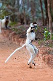 Dancing Lemur, Berenty Reserve, Madagascar