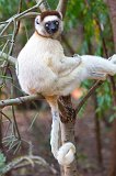 Verreaux's Sifaka, Berenty Reserve, Madagascar