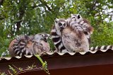 Ring-Tailed Lemurs Cuddle on a Roof, Berenty Reserve, Madagascar